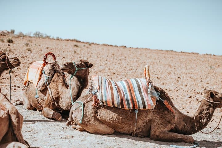 Agafay Desert Camel Ride: Day Trip from Marrakech to Lake Takerkoust