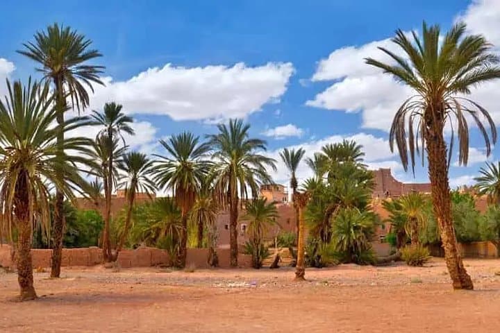 Sunset Camel Ride in Marrakech's Palmeraie: 45-Minute Camel Trek & Berber Tea photo 3