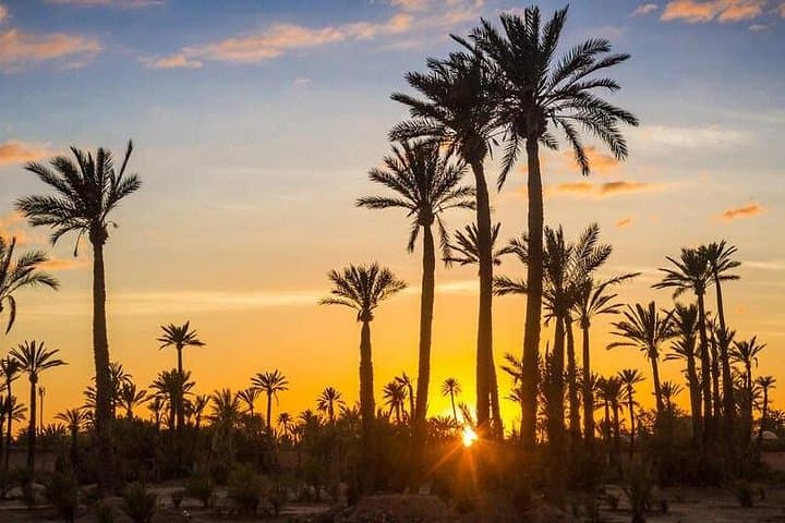 Sunset Camel Ride in Marrakech's Palmeraie: 45-Minute Camel Trek & Berber Tea photo 6