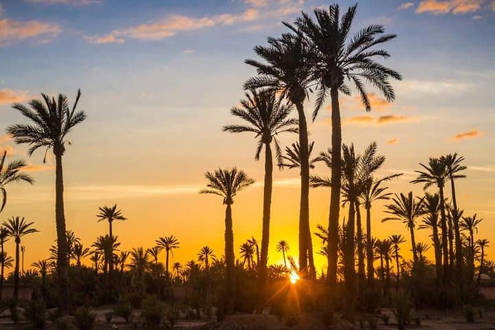 Sunset Camel Ride in Marrakech’s Palmeraie Oasis: Camel Trek, Berber Tea & Sunset Views photo 2