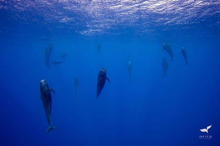 Moorea Humpback Whale Watching: Half-Day Marine Safari & Snorkel photo 5