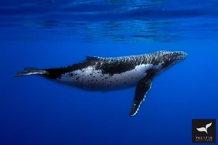 Moorea Humpback Whale Watching: Half-Day Marine Safari & Snorkel photo 3