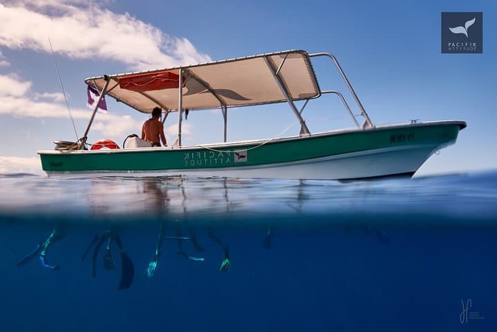 Moorea Humpback Whale Watching: Half-Day Marine Safari & Snorkel photo 4