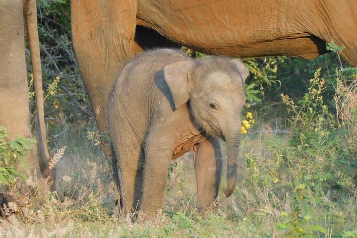 Yala National Park Safari: Half- and Full-Day Leopard & Elephant Tours photo 3