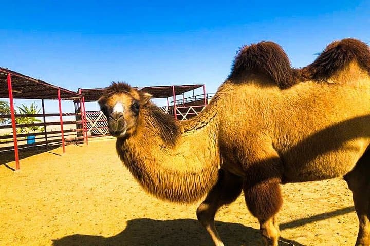 Bedouin Dromedary Ride in Ica Desert — Huacachina Camel Experience photo 5