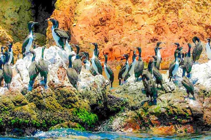 Paracas & Ica 2-Day Coastal Wildlife and Desert Adventure photo 4