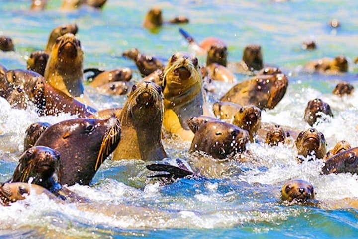Paracas & Ica 2-Day Coastal Wildlife and Desert Adventure photo 5