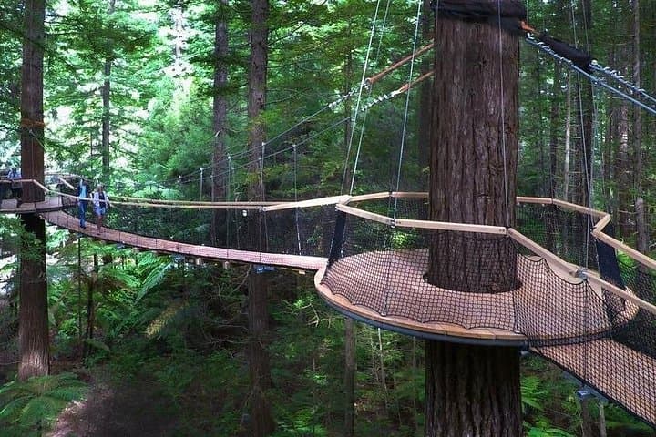Rotorua Redwoods Canopy Walk & Pōhutu Geyser — Private Day Trip from Tauranga photo 1