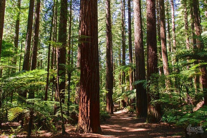 Rotorua Redwoods Canopy Walk & Pōhutu Geyser — Private Day Trip from Tauranga photo 4