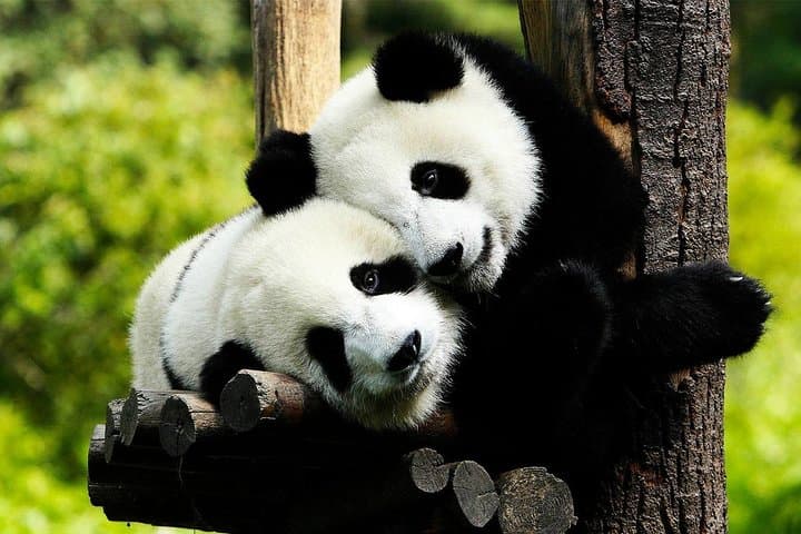 Chongqing to Chengdu Panda Base and Leshan Giant Buddha Private Day Tour photo 5