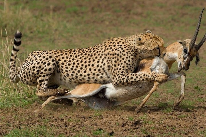 9-Day Taste of Kenya: Big Five Luxury Safari through Tsavo, Amboseli & Maasai Mara photo 5