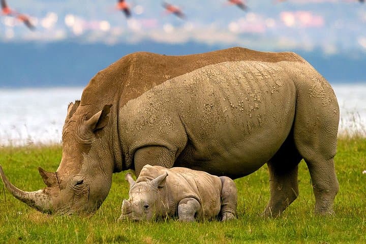 Lake Nakuru Day Trip From Nairobi: Flamingos, Rhinos & Scenic Game Drives