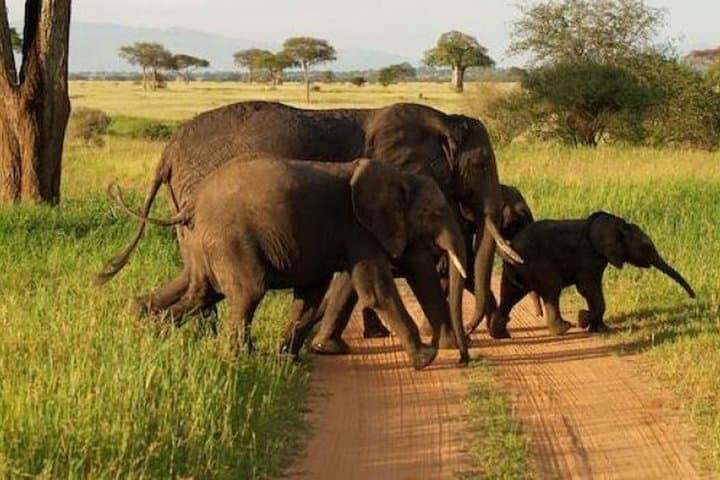 Tarangire National Park Day Safari: Elephant Spectacular from Moshi photo 2