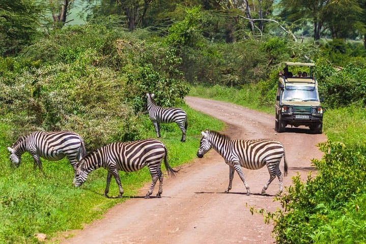 Tarangire National Park Day Safari: Elephant Spectacular from Moshi