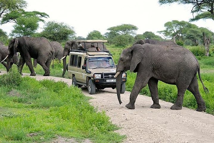 Tarangire National Park Day Safari: Elephant Spectacular from Moshi photo 3