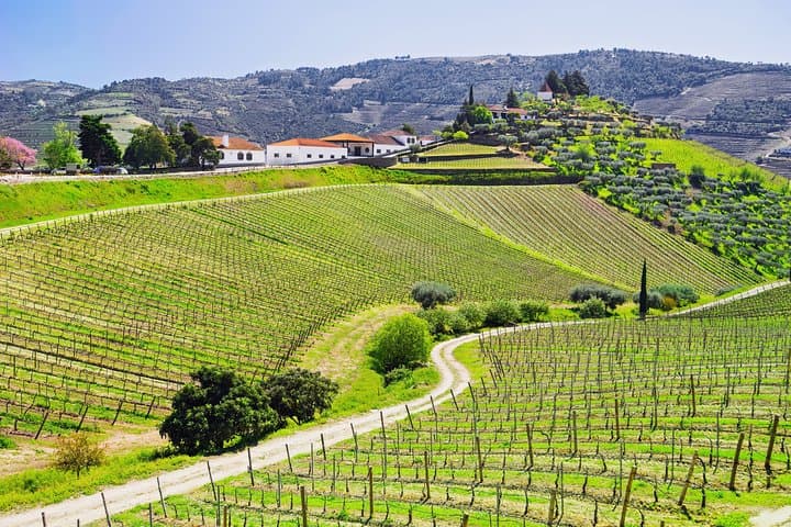 Douro Valley Private Day Tour from Porto: Wine, River Rabelo & Scenic Stops photo 3