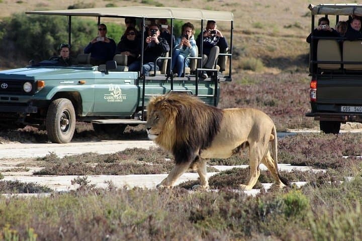 Luxury 2-Day Garden Route Safari from Cape Town — Game Drives, Penguins & Cape Agulhas photo 2