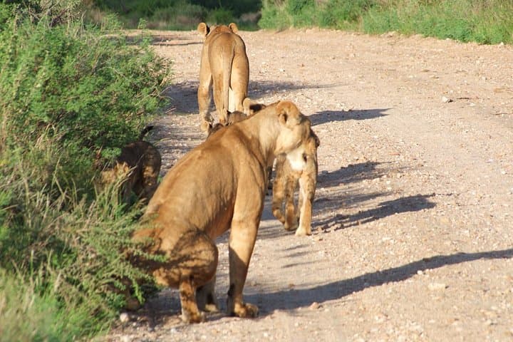 Red Elephant Safari from Diani Beach to Tsavo East — Day Trip Big Five Wildlife photo 2