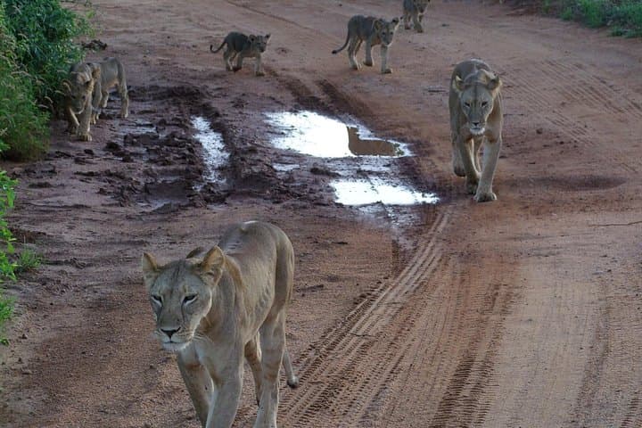 Red Elephant Safari from Diani Beach to Tsavo East — Day Trip Big Five Wildlife photo 3