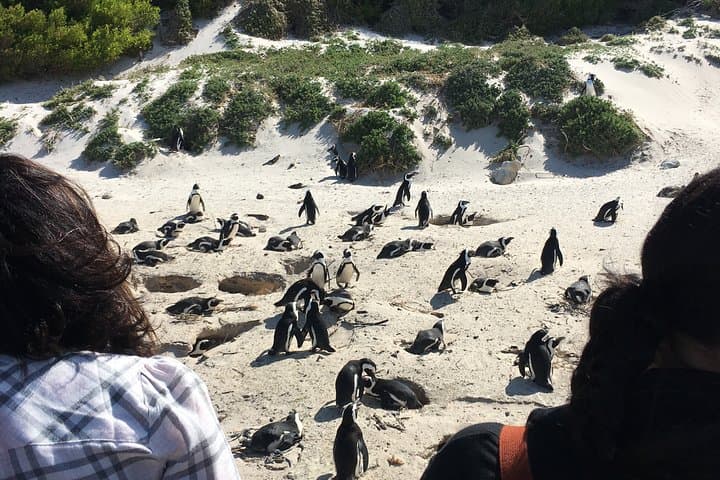 Cape Point and Boulders Beach: Full-Day Coastal Tour from Cape Town