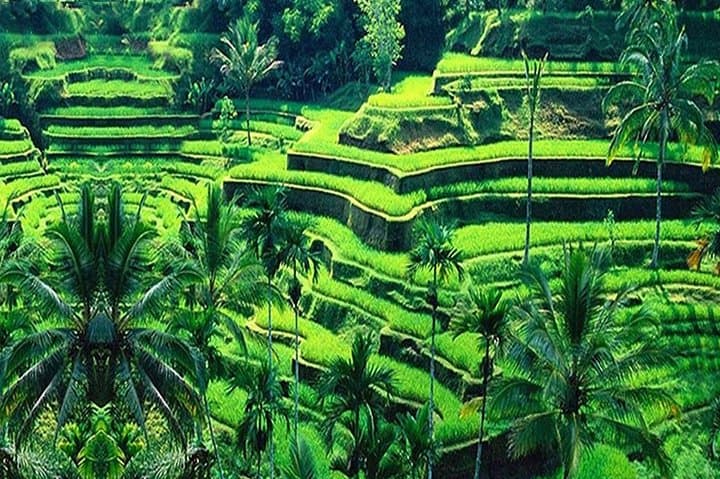 Ubud Full-Day Cultural Tour: Rice Terraces, Waterfalls, Coffee & Craft Villages