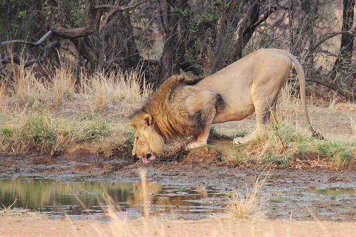 Pilanesberg Big 5 Safari Experience — One-Day Game Drive in a Malaria-Free Park photo 2