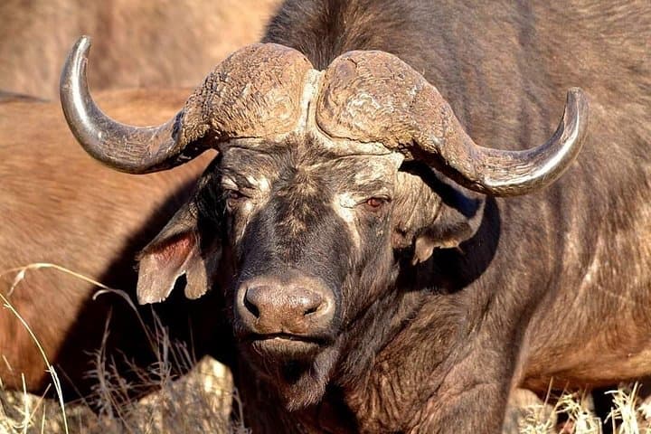 Pilanesberg Big 5 Safari Experience — One-Day Game Drive in a Malaria-Free Park photo 4