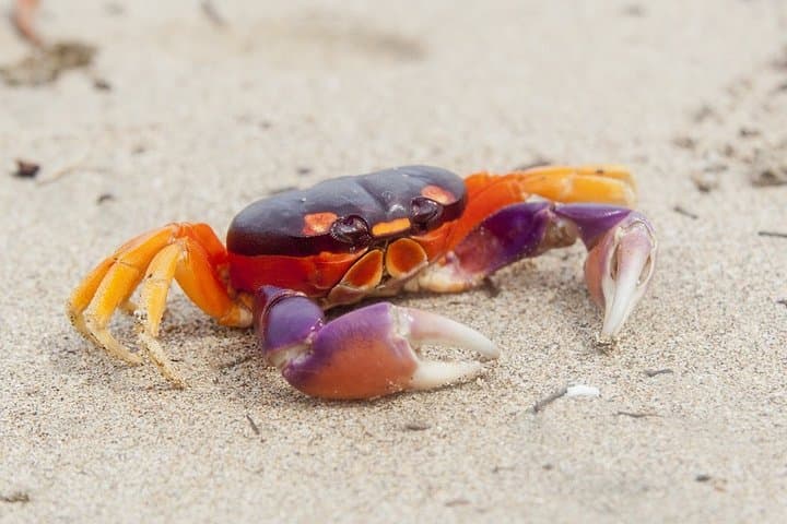 Manuel Antonio Beach and San José: 4-Day Costa Rica Short Break photo 2