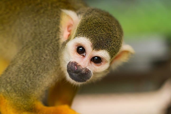 Manuel Antonio Beach and San José: 4-Day Costa Rica Short Break photo 5