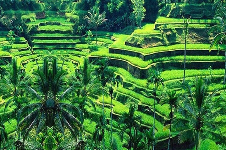 Half-Day Ubud Tour: Rice Terraces, Waterfalls & Monkey Forest photo 4