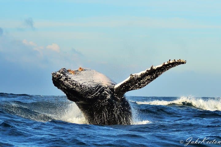 Algoa Bay Whale, Dolphin & Penguin Island Cruise from Port Elizabeth