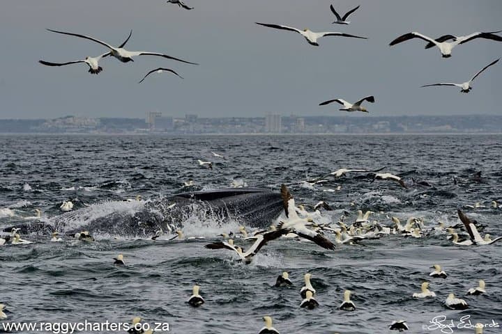 Algoa Bay Whale, Dolphin & Penguin Island Cruise from Port Elizabeth photo 2