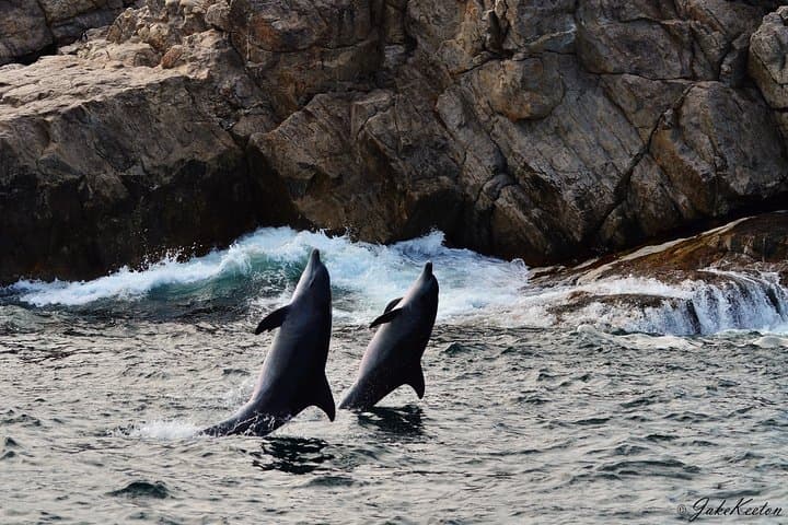 Algoa Bay Whale, Dolphin & Penguin Island Cruise from Port Elizabeth photo 3