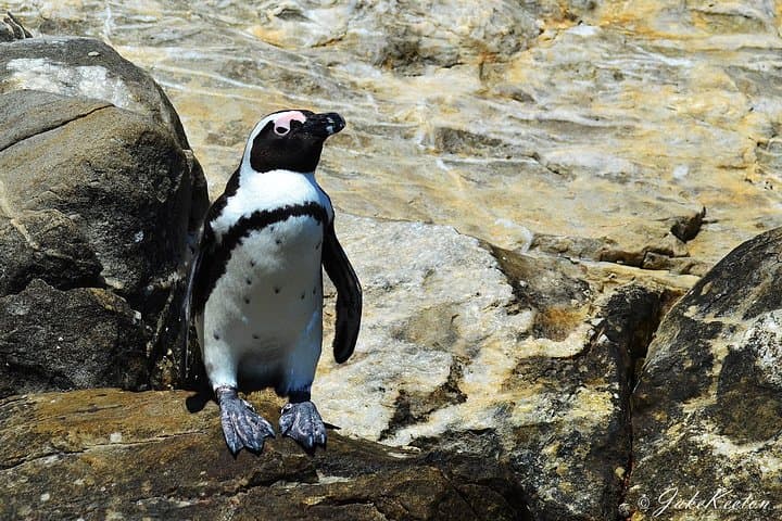 Algoa Bay Whale, Dolphin & Penguin Island Cruise from Port Elizabeth photo 4