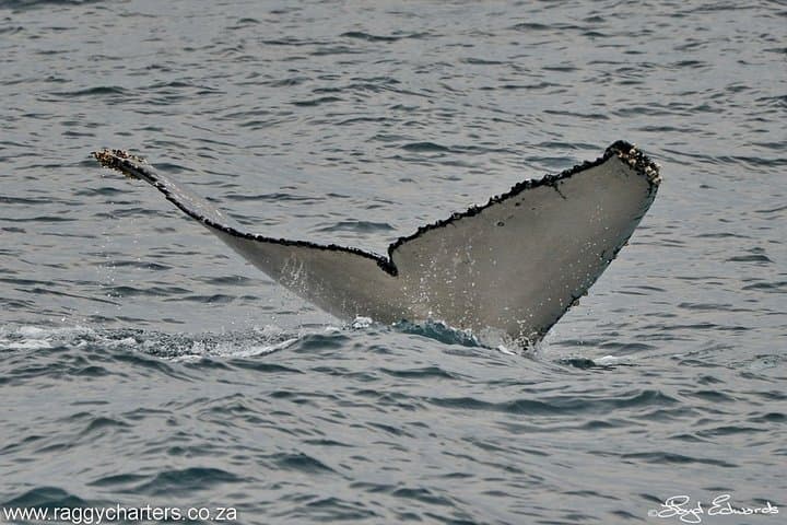 Algoa Bay Whale, Dolphin & Penguin Island Cruise from Port Elizabeth photo 5