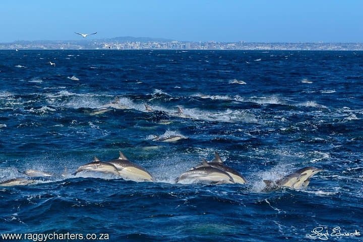 Algoa Bay Whale, Dolphin & Penguin Island Cruise from Port Elizabeth photo 6