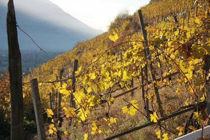 Valtellina Day Trip from Milan: Wine Tasting Among Alpine Terraces photo 3