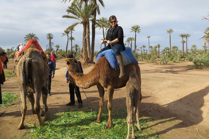 Camel Ride in Marrakech Palmeraie: One-Hour Palm Grove Excursion with Mint Tea photo 5