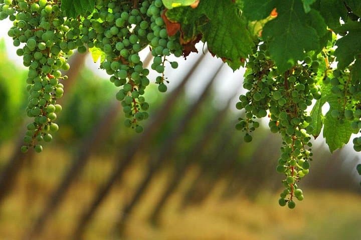 Franciacorta Day Trip from Milan — Private Sparkling Wine Tour & Lake Iseo Stroll photo 4