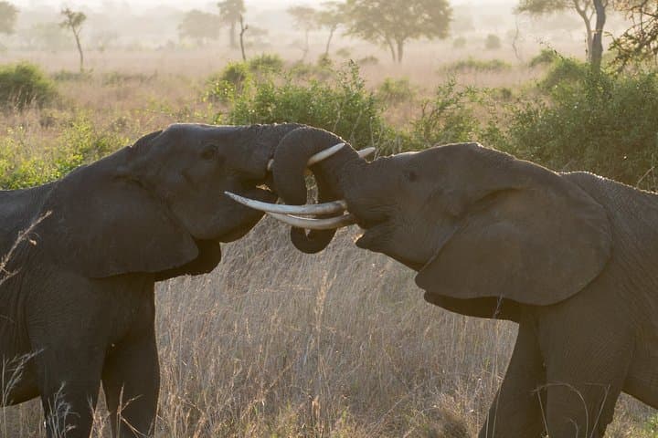 6-Day Selous Safari and Kilwa Kisiwani Beach Snorkel photo 2