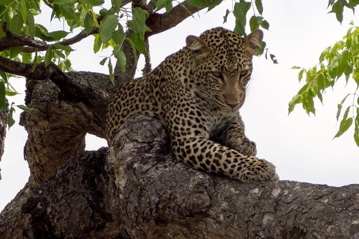 6-Day Selous Safari and Kilwa Kisiwani Beach Snorkel photo 3