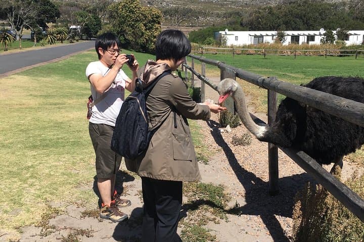 Cape Point and Boulders Beach: Full-Day Coastal Tour from Cape Town photo 4