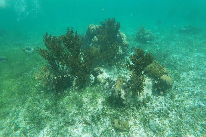 Puerto Morelos Reef Snorkel, ATV & Zipline Day Trip with Cenote Swim photo 6