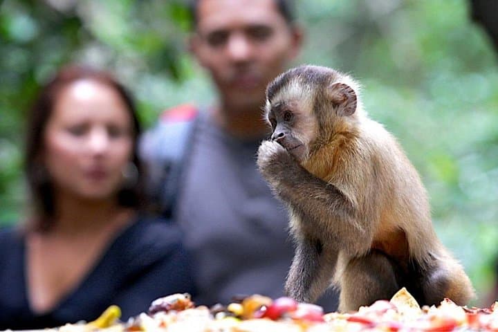 Durban Botanic Gardens to Monkeyland KZN: Botanical History and Primate Safaris