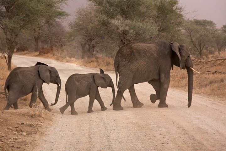 Durban Big 5 Luxury Safari: Full-Day Award-Winning Game Reserve Experience photo 3