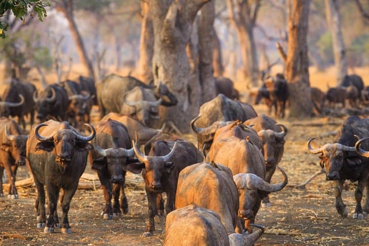 Durban Big 5 Luxury Safari: Full-Day Award-Winning Game Reserve Experience photo 4