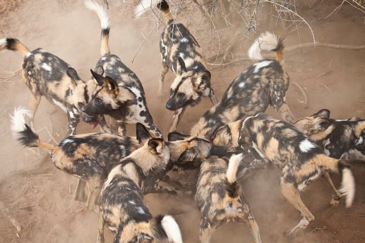 Durban Big 5 Luxury Safari: Full-Day Award-Winning Game Reserve Experience photo 5