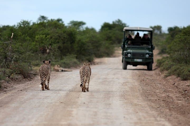 Durban Big 5 Luxury Safari: Full-Day Award-Winning Game Reserve Experience photo 6
