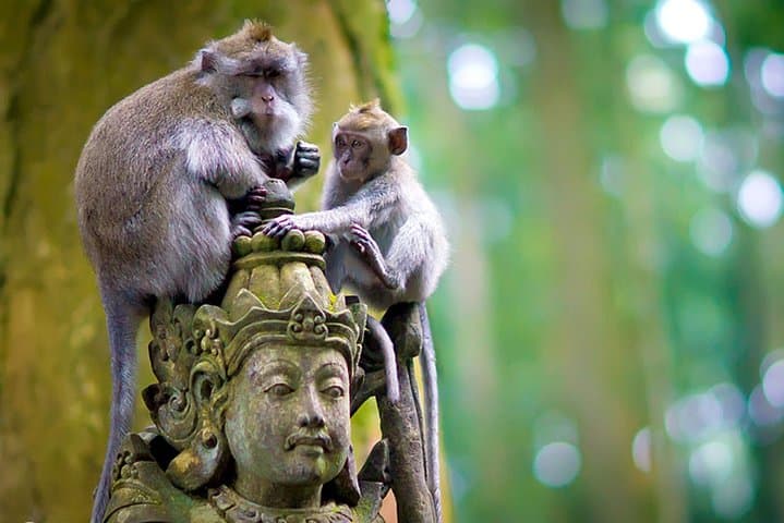 One-Day Sangeh Monkey Forest, Pura Taman Mumbul & Beji Griya Waterfall — Bali Cultural and Nature Tour photo 3