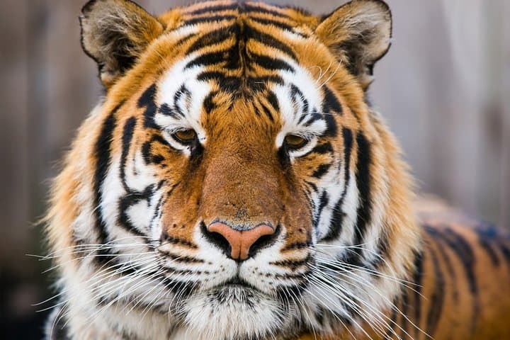 Afternoon Ranthambore Tiger Safari: Day Trip from Jaipur to Ranthambore National Park